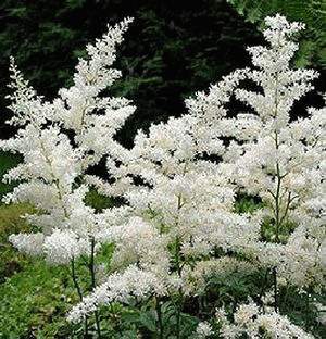 astilbe japonica avalanche